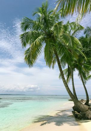 beach, sea, palm trees Wallpaper 1640x2360