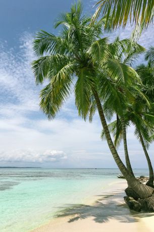 beach, sea, palm trees Wallpaper 640x960