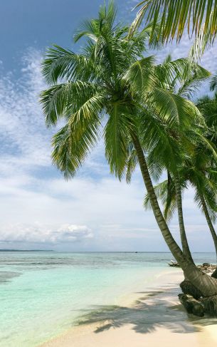 beach, sea, palm trees Wallpaper 1752x2800