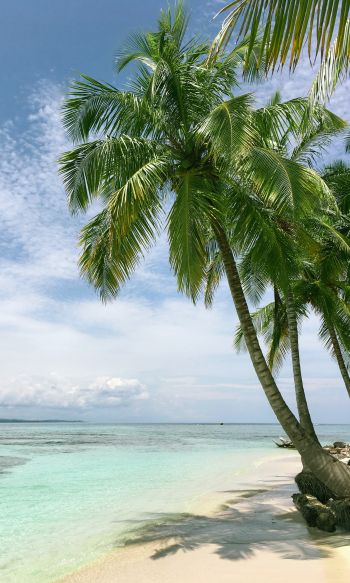 beach, sea, palm trees Wallpaper 1200x2000