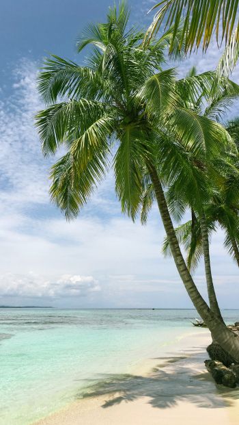 Обои 640x1136 пляж, море, пальмы