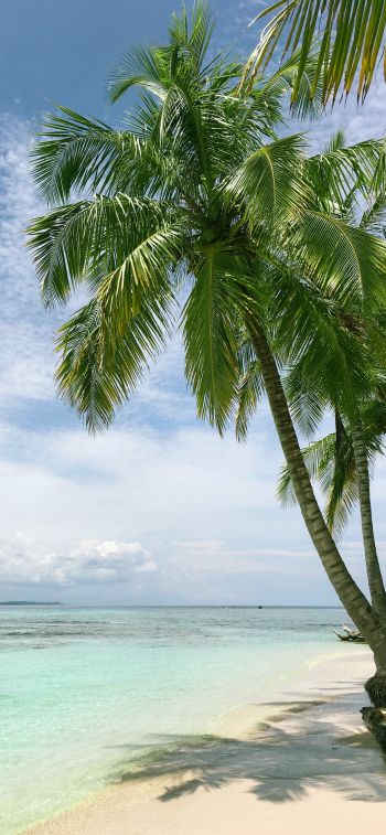 beach, sea, palm trees Wallpaper 1125x2436