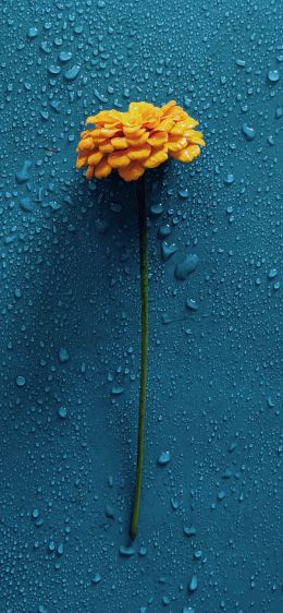yellow flower, blue, drops Wallpaper 1170x2532