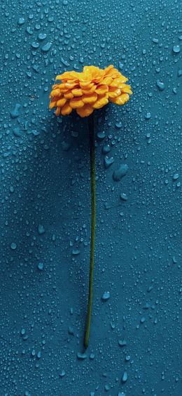 yellow flower, blue, drops Wallpaper 1080x2340