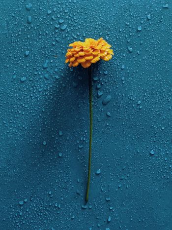 Обои 1668x2224 желтый цветок, синий, капли