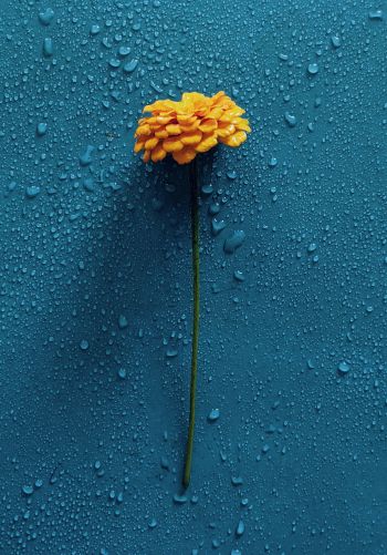 Обои 1668x2388 желтый цветок, синий, капли