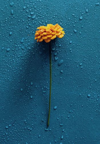 Обои 1640x2360 желтый цветок, синий, капли