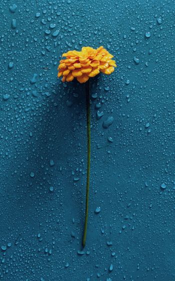 yellow flower, blue, drops Wallpaper 800x1280