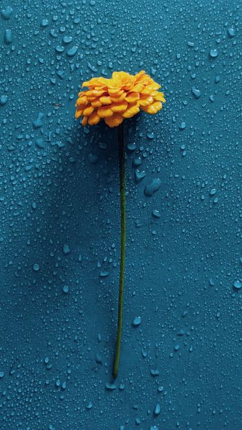 Обои 640x1136 желтый цветок, синий, капли