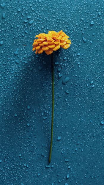 Обои 1440x2560 желтый цветок, синий, капли