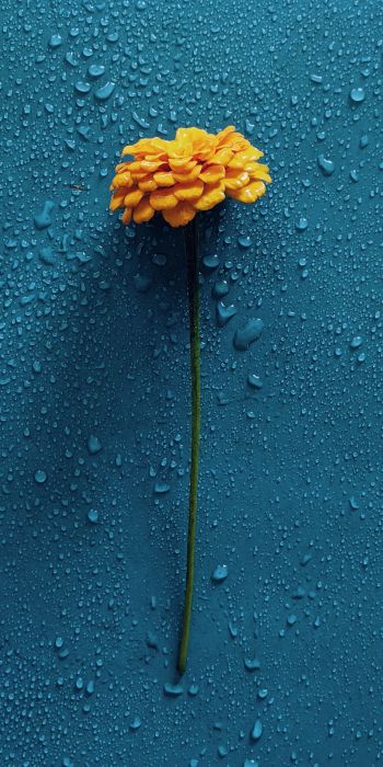 yellow flower, blue, drops Wallpaper 720x1440