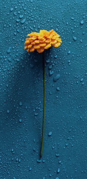Обои 1080x2220 желтый цветок, синий, капли