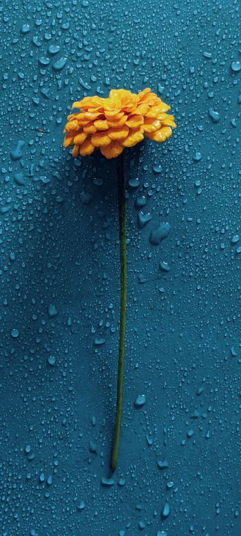 yellow flower, blue, drops Wallpaper 720x1600