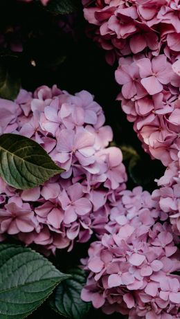 pink hydrangea, pink Wallpaper 640x1136