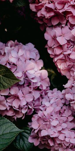 pink hydrangea, pink Wallpaper 720x1440