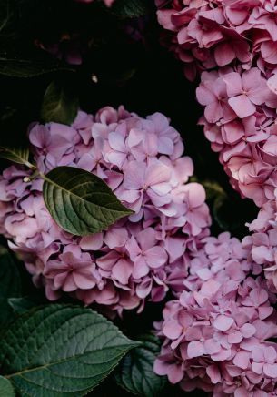 pink hydrangea, pink Wallpaper 1668x2388