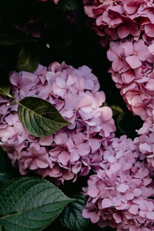 pink hydrangea, pink Wallpaper 640x960