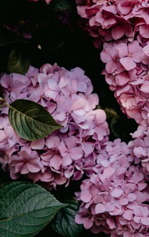 pink hydrangea, pink Wallpaper 1752x2800