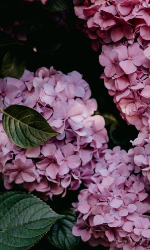 pink hydrangea, pink Wallpaper 1200x2000