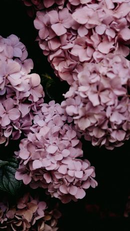 pink hydrangea, pink Wallpaper 640x1136