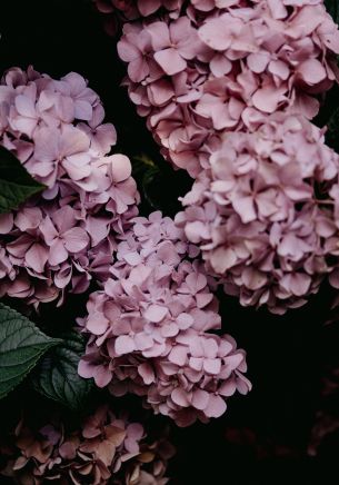 pink hydrangea, pink Wallpaper 1668x2388