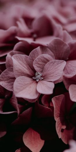 pink hydrangea, pink Wallpaper 720x1440