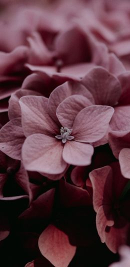 pink hydrangea, pink Wallpaper 1080x2220