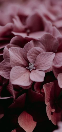 pink hydrangea, pink Wallpaper 1080x2280