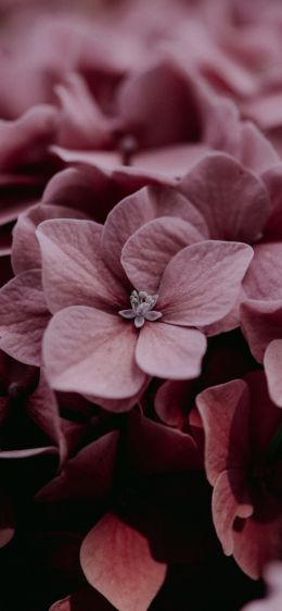 pink hydrangea, pink Wallpaper 1242x2688