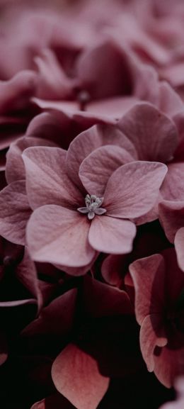 pink hydrangea, pink Wallpaper 1440x3200