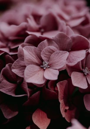 pink hydrangea, pink Wallpaper 1668x2388