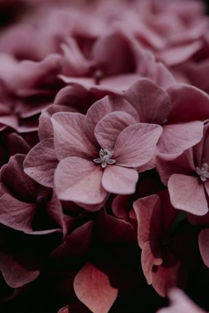 pink hydrangea, pink Wallpaper 640x960