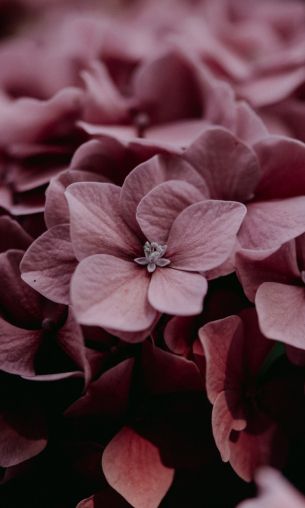 pink hydrangea, pink Wallpaper 1200x2000