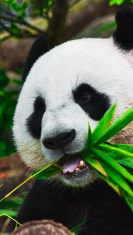 panda, bear, mammal Wallpaper 640x1136