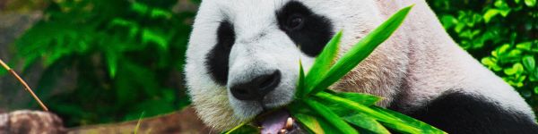 panda, bear, mammal Wallpaper 1590x400