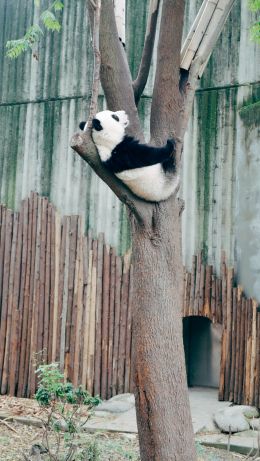 panda, bear, mammal Wallpaper 640x1136