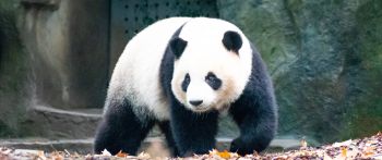 panda, bear, mammal Wallpaper 2560x1080