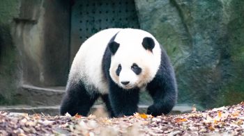 Обои 2048x1152 панда, медведь, млекопитающее