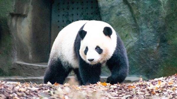 Обои 2048x1152 панда, медведь, млекопитающее