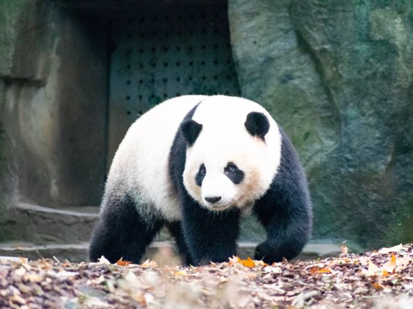 panda, bear, mammal Wallpaper 800x600