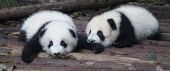 panda cub, panda, cute Wallpaper 2560x1080