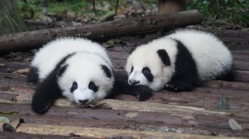 panda cub, panda, cute Wallpaper 1366x768