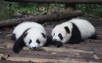 Обои 2560x1600 детеныш панды, панда, милый