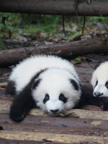 panda cub, panda, cute Wallpaper 1668x2224