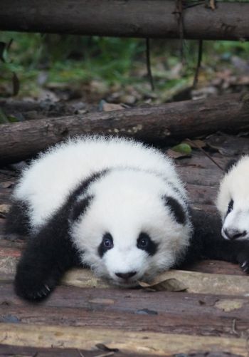 panda cub, panda, cute Wallpaper 1668x2388