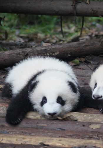 panda cub, panda, cute Wallpaper 1640x2360