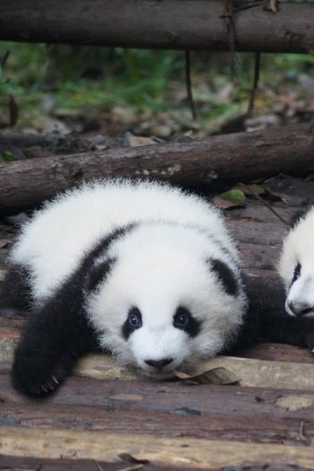 panda cub, panda, cute Wallpaper 640x960