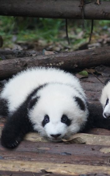 panda cub, panda, cute Wallpaper 1752x2800