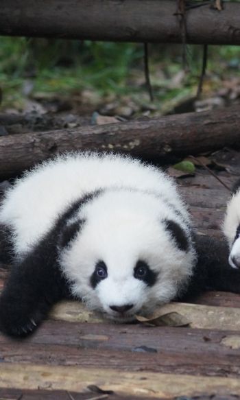 panda cub, panda, cute Wallpaper 1200x2000