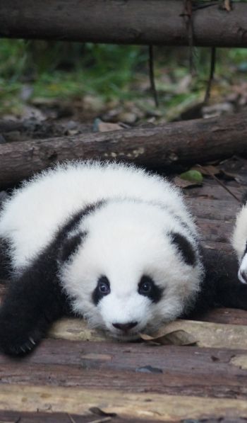 Обои 600x1024 детеныш панды, панда, милый
